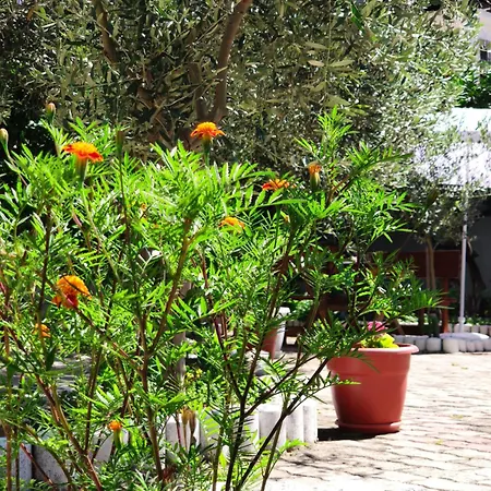 Elvish Garden Boutique Panzió Berat