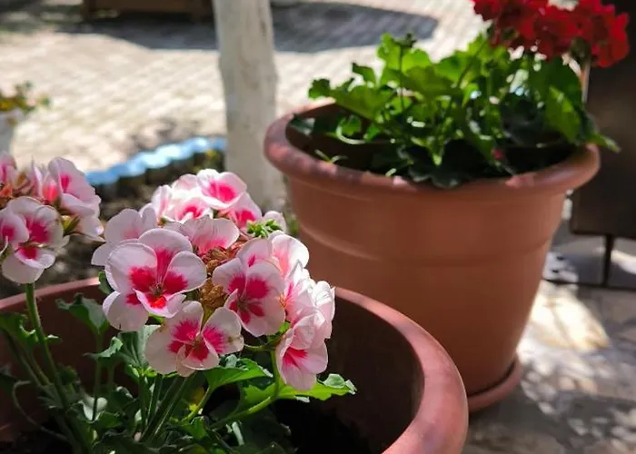 Alojamento de Acomodação e Pequeno-almoço Elvish Garden Boutique 4*